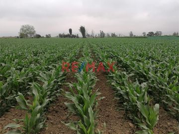 Venta De Terreno Agricola En Quilmana Imperial Ocasion!!!