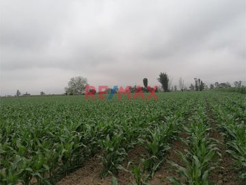 Venta De Terreno Agricola En Quilmana Imperial Ocasion!!!