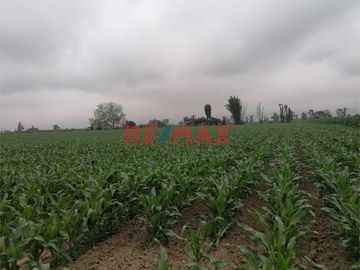 Venta De Terreno Agricola En Quilmana Imperial Ocasion!!!