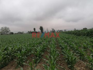 Venta De Terreno Agricola En Quilmana Imperial Ocasion!!!