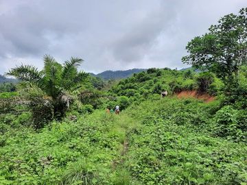SE VENDE HACIENDA AGRICOLA EN PRODUCCIÓN 200 HAS. Y MINA DE MATERRIAL PETREO DE RÍO,  MALIMPIA – QUININDÉ – ESMERALDAS - ECUADOR