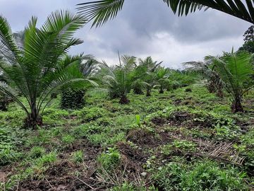 SE VENDE HACIENDA AGRICOLA EN PRODUCCIÓN 200 HAS. Y MINA DE MATERRIAL PETREO DE RÍO,  MALIMPIA – QUININDÉ – ESMERALDAS - ECUADOR