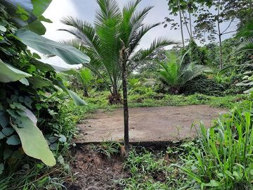 SE VENDE HACIENDA AGRICOLA EN PRODUCCIÓN 200 HAS. Y MINA DE MATERRIAL PETREO DE RÍO,  MALIMPIA – QUININDÉ – ESMERALDAS - ECUADOR