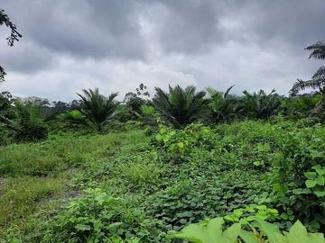 SE VENDE HACIENDA AGRICOLA EN PRODUCCIÓN 200 HAS. Y MINA DE MATERRIAL PETREO DE RÍO,  MALIMPIA – QUININDÉ – ESMERALDAS - ECUADOR