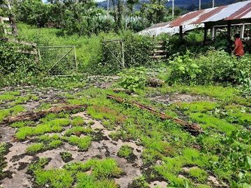SE VENDE HACIENDA AGRICOLA EN PRODUCCIÓN 200 HAS. Y MINA DE MATERRIAL PETREO DE RÍO,  MALIMPIA – QUININDÉ – ESMERALDAS - ECUADOR