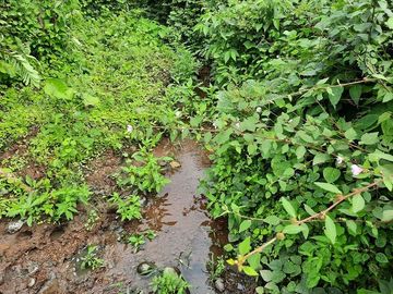 SE VENDE HACIENDA AGRICOLA EN PRODUCCIÓN 200 HAS. Y MINA DE MATERRIAL PETREO DE RÍO,  MALIMPIA – QUININDÉ – ESMERALDAS - ECUADOR