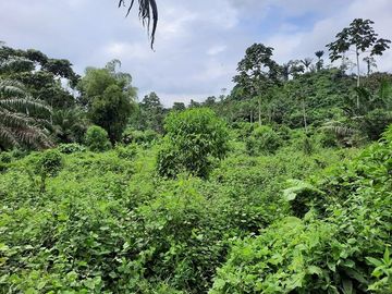 SE VENDE HACIENDA AGRICOLA EN PRODUCCIÓN 200 HAS. Y MINA DE MATERRIAL PETREO DE RÍO,  MALIMPIA – QUININDÉ – ESMERALDAS - ECUADOR