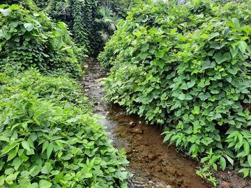 SE VENDE HACIENDA AGRICOLA EN PRODUCCIÓN 200 HAS. Y MINA DE MATERRIAL PETREO DE RÍO,  MALIMPIA – QUININDÉ – ESMERALDAS - ECUADOR
