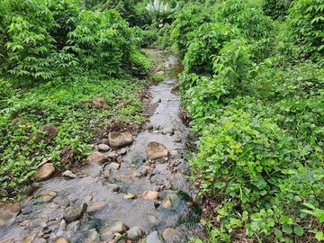 SE VENDE HACIENDA AGRICOLA EN PRODUCCIÓN 200 HAS. Y MINA DE MATERRIAL PETREO DE RÍO,  MALIMPIA – QUININDÉ – ESMERALDAS - ECUADOR