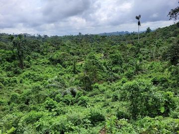 SE VENDE HACIENDA AGRICOLA EN PRODUCCIÓN 200 HAS. Y MINA DE MATERRIAL PETREO DE RÍO,  MALIMPIA – QUININDÉ – ESMERALDAS - ECUADOR