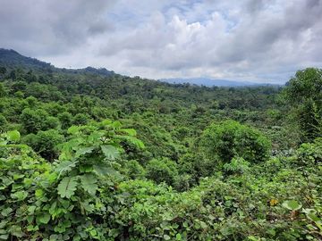 SE VENDE HACIENDA AGRICOLA EN PRODUCCIÓN 200 HAS. Y MINA DE MATERRIAL PETREO DE RÍO,  MALIMPIA – QUININDÉ – ESMERALDAS - ECUADOR