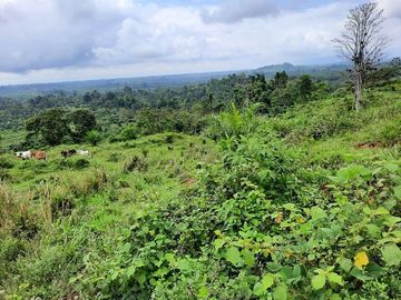 SE VENDE HACIENDA AGRICOLA EN PRODUCCIÓN 200 HAS. Y MINA DE MATERRIAL PETREO DE RÍO,  MALIMPIA – QUININDÉ – ESMERALDAS - ECUADOR