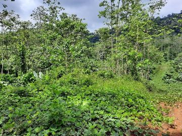 SE VENDE HACIENDA AGRICOLA EN PRODUCCIÓN 200 HAS. Y MINA DE MATERRIAL PETREO DE RÍO,  MALIMPIA – QUININDÉ – ESMERALDAS - ECUADOR