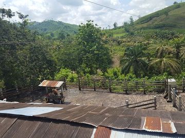 SE VENDE DE OPORTUNIDAD HACIENDA GANADERA 508 HAS. QUININDÉ – ESMERALDAS - ECUADOR