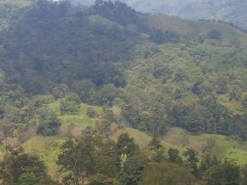 SE VENDE DE OPORTUNIDAD HACIENDA GANADERA 508 HAS. QUININDÉ – ESMERALDAS - ECUADOR