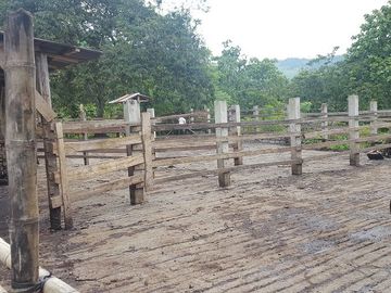 SE VENDE DE OPORTUNIDAD HACIENDA GANADERA 508 HAS. QUININDÉ – ESMERALDAS - ECUADOR