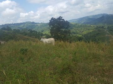 SE VENDE DE OPORTUNIDAD HACIENDA GANADERA 508 HAS. QUININDÉ – ESMERALDAS - ECUADOR