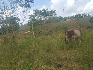 SE VENDE DE OPORTUNIDAD HACIENDA GANADERA 508 HAS. QUININDÉ – ESMERALDAS - ECUADOR