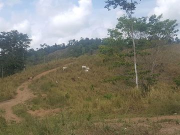 SE VENDE DE OPORTUNIDAD HACIENDA GANADERA 508 HAS. QUININDÉ – ESMERALDAS - ECUADOR