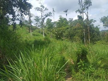 SE VENDE DE OPORTUNIDAD HACIENDA GANADERA 508 HAS. QUININDÉ – ESMERALDAS - ECUADOR