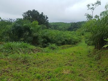 SE VENDE HERMOSA HACIENDA DE PALIMITO  EN PLENA PRODUCCION 74 HAS.  LOS BANCOS – PICHINCHA - ECUADOR