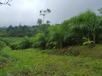 SE VENDE HERMOSA HACIENDA DE PALIMITO  EN PLENA PRODUCCION 74 HAS.  LOS BANCOS – PICHINCHA - ECUADOR