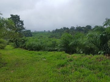 SE VENDE HERMOSA HACIENDA DE PALIMITO  EN PLENA PRODUCCION 74 HAS.  LOS BANCOS – PICHINCHA - ECUADOR