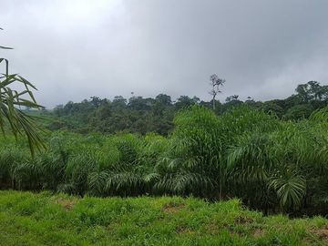 SE VENDE HERMOSA HACIENDA DE PALIMITO  EN PLENA PRODUCCION 74 HAS.  LOS BANCOS – PICHINCHA - ECUADOR