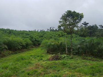 SE VENDE HERMOSA HACIENDA DE PALIMITO  EN PLENA PRODUCCION 74 HAS.  LOS BANCOS – PICHINCHA - ECUADOR