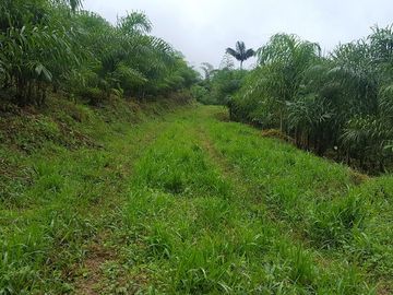 SE VENDE HERMOSA HACIENDA DE PALIMITO  EN PLENA PRODUCCION 74 HAS.  LOS BANCOS – PICHINCHA - ECUADOR