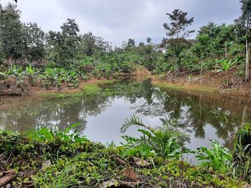 SE VENDE HERMOSA HACIENDA PLATANERA EN PRODUCCIÓN 112 HAS. LA CONCORDIA - SANTO DOMINGO - ECUADOR