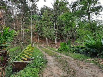 SE VENDE HERMOSA HACIENDA PLATANERA EN PRODUCCIÓN 112 HAS. LA CONCORDIA - SANTO DOMINGO - ECUADOR