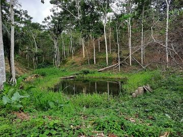 SE VENDE HERMOSA HACIENDA PLATANERA EN PRODUCCIÓN 112 HAS. LA CONCORDIA - SANTO DOMINGO - ECUADOR