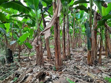 SE VENDE HERMOSA HACIENDA PLATANERA EN PRODUCCIÓN 112 HAS. LA CONCORDIA - SANTO DOMINGO - ECUADOR