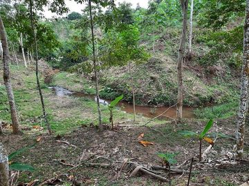 SE VENDE HERMOSA HACIENDA PLATANERA EN PRODUCCIÓN 112 HAS. LA CONCORDIA - SANTO DOMINGO - ECUADOR