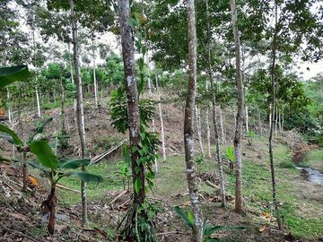 SE VENDE HERMOSA HACIENDA PLATANERA EN PRODUCCIÓN 112 HAS. LA CONCORDIA - SANTO DOMINGO - ECUADOR