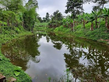 SE VENDE HERMOSA HACIENDA PLATANERA EN PRODUCCIÓN 112 HAS. LA CONCORDIA - SANTO DOMINGO - ECUADOR