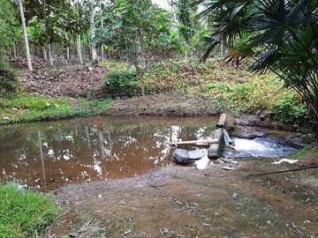 SE VENDE HERMOSA HACIENDA PLATANERA EN PRODUCCIÓN 112 HAS. LA CONCORDIA - SANTO DOMINGO - ECUADOR