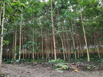 SE VENDE HERMOSA HACIENDA PLATANERA EN PRODUCCIÓN 112 HAS. LA CONCORDIA - SANTO DOMINGO - ECUADOR