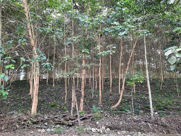 SE VENDE HERMOSA HACIENDA PLATANERA EN PRODUCCIÓN 112 HAS. LA CONCORDIA - SANTO DOMINGO - ECUADOR