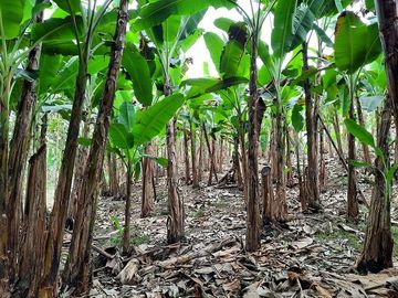 SE VENDE HERMOSA HACIENDA PLATANERA EN PRODUCCIÓN 112 HAS. LA CONCORDIA - SANTO DOMINGO - ECUADOR