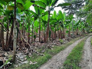 SE VENDE HERMOSA HACIENDA PLATANERA EN PRODUCCIÓN 112 HAS. LA CONCORDIA - SANTO DOMINGO - ECUADOR