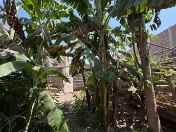 Se Vende Casa Como Terreno En Huacho