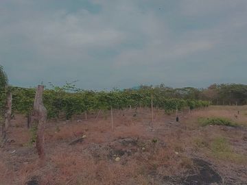 SE VENDE FINCA AGRÍCOLA 25 HECTAREAS  TABULE – TACHINA – ESMERALDAS - ECUADOR