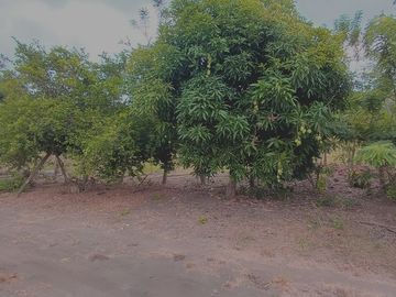 SE VENDE FINCA AGRÍCOLA 25 HECTAREAS  TABULE – TACHINA – ESMERALDAS - ECUADOR