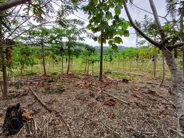 SE VENDE FINCA AGRÍCOLA 25 HECTAREAS  TABULE – TACHINA – ESMERALDAS - ECUADOR