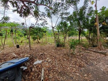 SE VENDE FINCA AGRÍCOLA 25 HECTAREAS  TABULE – TACHINA – ESMERALDAS - ECUADOR