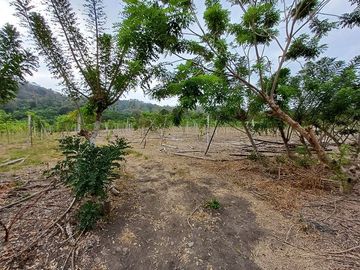 SE VENDE FINCA AGRÍCOLA 25 HECTAREAS  TABULE – TACHINA – ESMERALDAS - ECUADOR