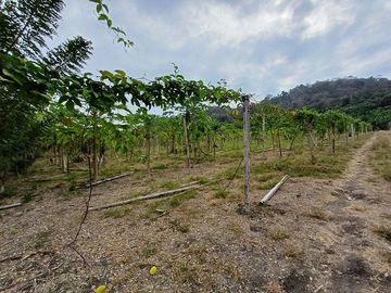 SE VENDE FINCA AGRÍCOLA 25 HECTAREAS  TABULE – TACHINA – ESMERALDAS - ECUADOR