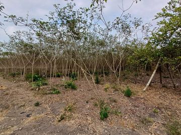 SE VENDE FINCA AGRÍCOLA 25 HECTAREAS  TABULE – TACHINA – ESMERALDAS - ECUADOR